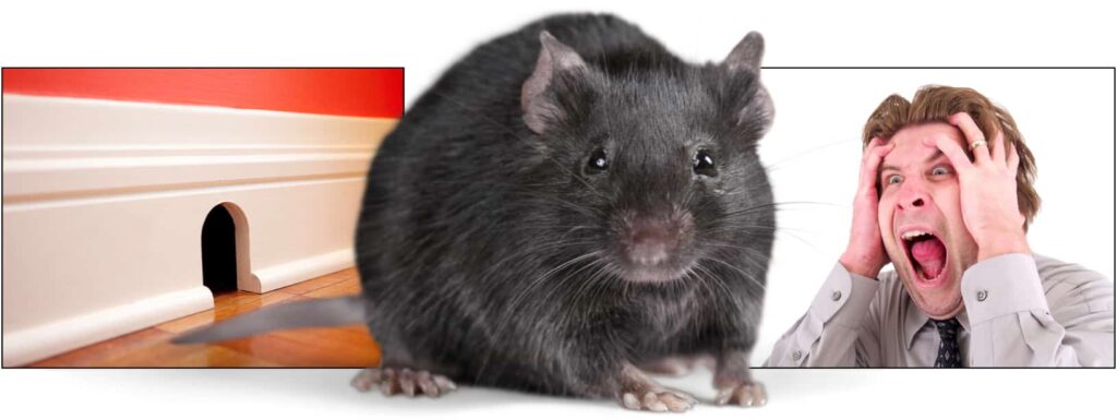 A rat peering through a hole, illustrating how the brain predicts what it expects to see